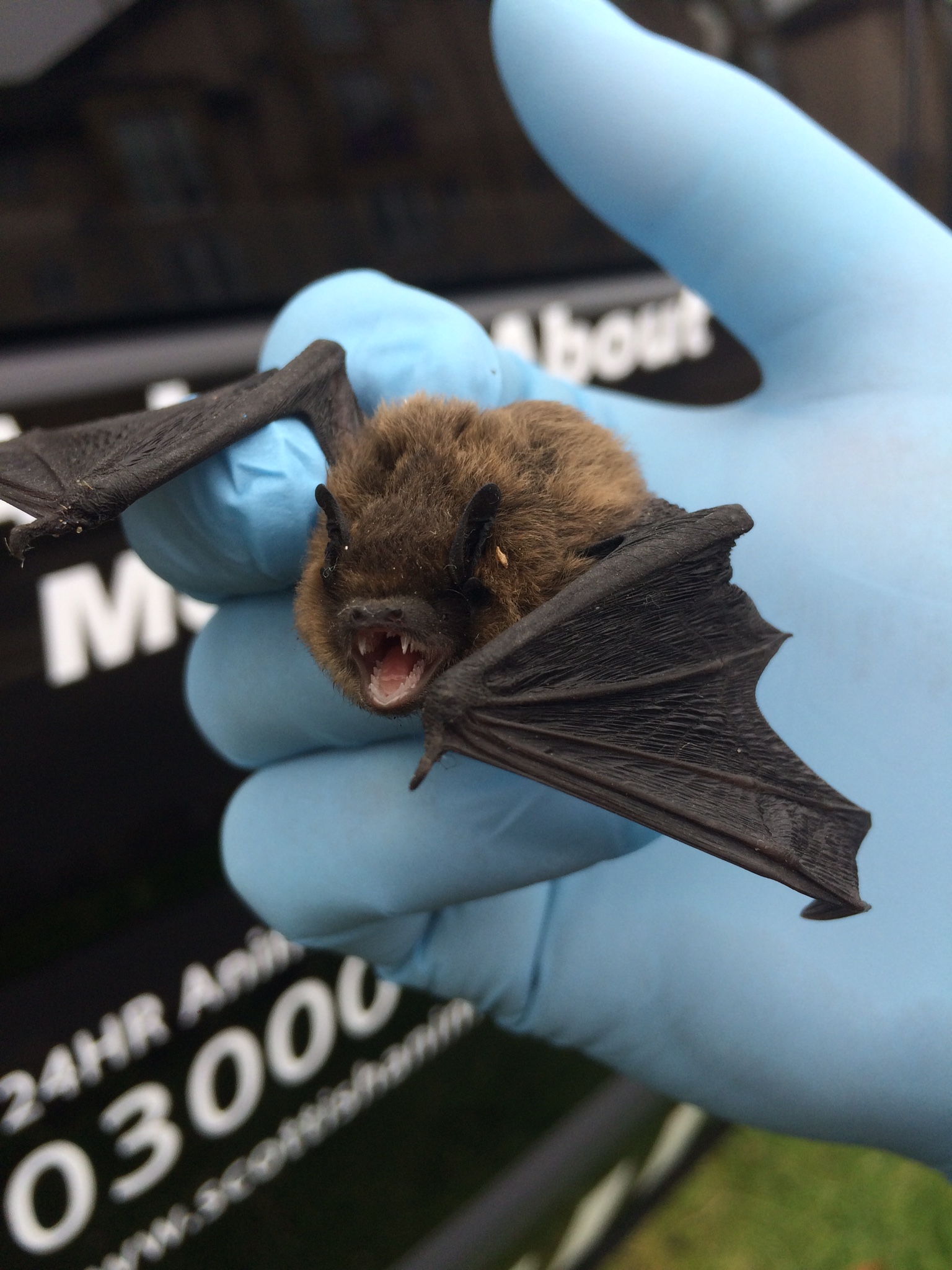 A bat being safely handled with gloves