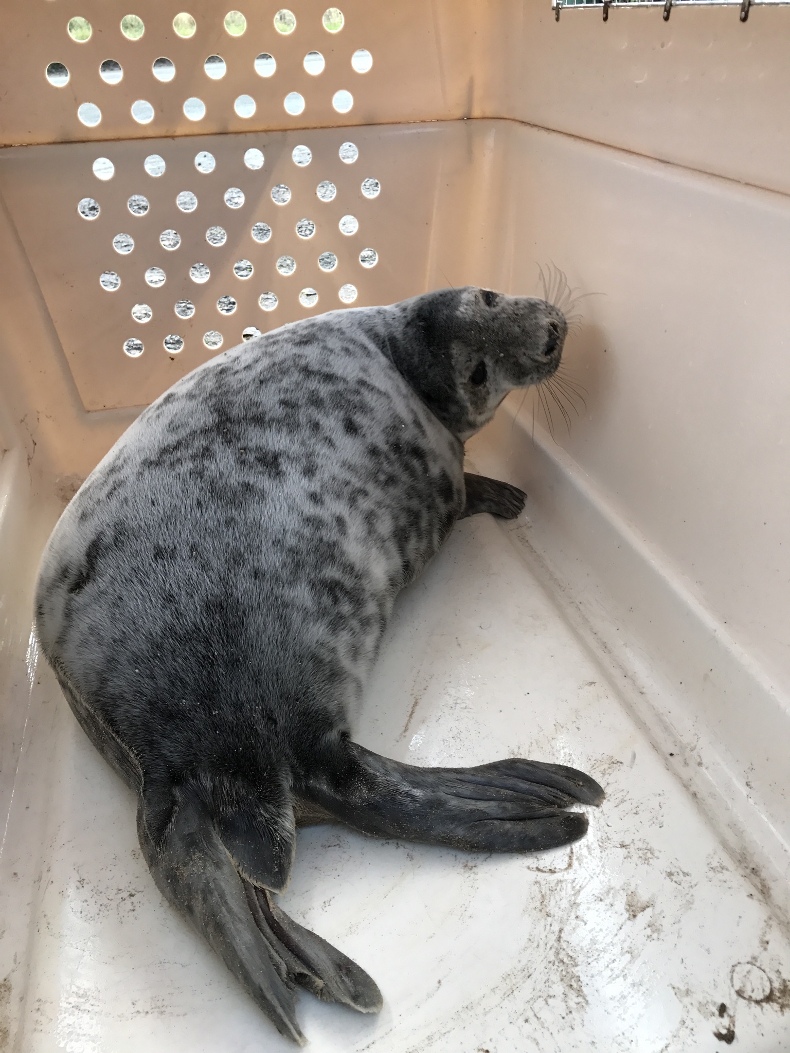 A young seal in a transport crate